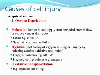 Causes of cell injury
Acquired causes
1. Oxygen Deprivation
 Ischemia ( loss of blood supply from impeded arterial flow
or reduce venous drainage)
Local e.g. embolus
Systemic e.g. cardiac failure
 Hypoxia ( deficiency of oxygen causing cell injury by
reducing aerobic oxidative respiration)
Oxygen problems e.g. altitude
Haemoglobin problems e.g. anaemia
 Oxidative phosphorylation
E.g. cyanide poisoning
 