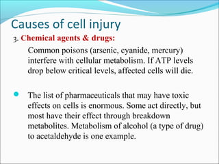 Causes of cell injury
3. Chemical agents & drugs:
Common poisons (arsenic, cyanide, mercury)
interfere with cellular metabolism. If ATP levels
drop below critical levels, affected cells will die.
 The list of pharmaceuticals that may have toxic
effects on cells is enormous. Some act directly, but
most have their effect through breakdown
metabolites. Metabolism of alcohol (a type of drug)
to acetaldehyde is one example.
 