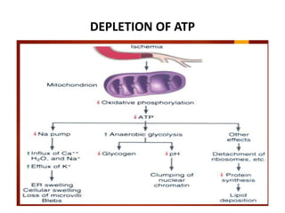 Cell injury...pharm d | PPTX