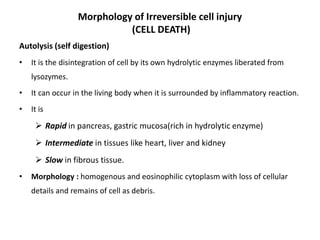Cell injury...pharm d | PPTX