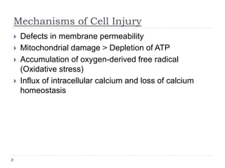 Mechanisms of Cell Injury
 Defects in membrane permeability
 Mitochondrial damage ˃ Depletion of ATP
 Accumulation of oxygen-derived free radical
(Oxidative stress)
 Influx of intracellular calcium and loss of calcium
homeostasis
 