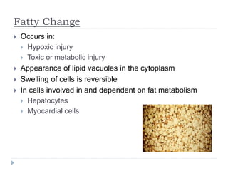 Fatty Change
 Occurs in:
 Hypoxic injury
 Toxic or metabolic injury
 Appearance of lipid vacuoles in the cytoplasm
 Swelling of cells is reversible
 In cells involved in and dependent on fat metabolism
 Hepatocytes
 Myocardial cells
 