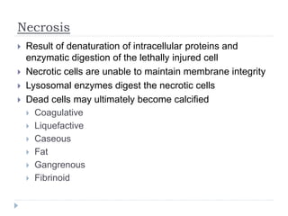 Necrosis
 Result of denaturation of intracellular proteins and
enzymatic digestion of the lethally injured cell
 Necrotic cells are unable to maintain membrane integrity
 Lysosomal enzymes digest the necrotic cells
 Dead cells may ultimately become calcified
 Coagulative
 Liquefactive
 Caseous
 Fat
 Gangrenous
 Fibrinoid
 