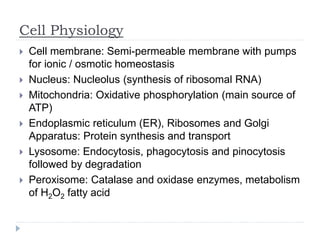 Cell Physiology
 Cell membrane: Semi-permeable membrane with pumps
for ionic / osmotic homeostasis
 Nucleus: Nucleolus (synthesis of ribosomal RNA)
 Mitochondria: Oxidative phosphorylation (main source of
ATP)
 Endoplasmic reticulum (ER), Ribosomes and Golgi
Apparatus: Protein synthesis and transport
 Lysosome: Endocytosis, phagocytosis and pinocytosis
followed by degradation
 Peroxisome: Catalase and oxidase enzymes, metabolism
of H2O2 fatty acid
 