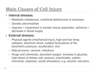 Main Causes of Cell Injury
 Internal stresses:
 Metabolic imbalances, nutritional deficiencies or excesses
 Genetic abnormalities
 Hypoxia ˃ impairment in aerobic tissue respiration, ischemia ˃
decrease in blood supply
 External stresses:
 Physical agents (mechanical injury, high and low temp,
radiation, electrical shock, sudden fluctuations of the
barometric pressure, acceleration, etc)
 Natural toxins, venoms, infections
 Drugs and chemicals, abundant oxygen, increase in glucose,
high doses of dietary salt, poisons, insecticides, carbon
monoxide, asbestos, social stimulators, e.g. alcohol, narcotics
 