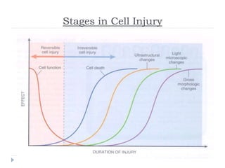 Stages in Cell Injury
 