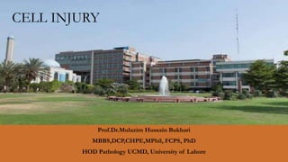 Prof.Dr.Mulazim Hussain Bukhari
MBBS,DCP,CHPE,MPhil, FCPS, PhD
HOD Pathology UCMD, University of Lahore
CELL INJURY
 
