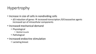 Hypertrophy
• Increase in size of cells in nondividing cells
• d/t induction of genes  increased transcription /GF/vasoactive agents
increased syn of intracellular components
• Increased mechanical demand
• Physiological
• Skeletal muscle
• Pathological
• Increased endocrine stimulation
• Lactating breast
 