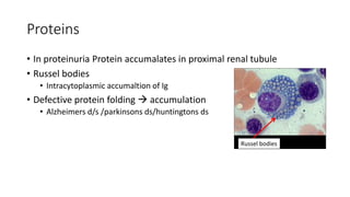 Proteins
• In proteinuria Protein accumalates in proximal renal tubule
• Russel bodies
• Intracytoplasmic accumaltion of Ig
• Defective protein folding  accumulation
• Alzheimers d/s /parkinsons ds/huntingtons ds
Russel bodies
 