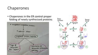 Chaperones
• Chaperones in the ER control proper
folding of newly synthesised proteins
 