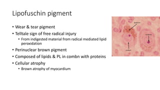 Lipofuschin pigment
• Wear & tear pigment
• Telltale sign of free radical injury
• From indigested material from radical mediated lipid
peroxidation
• Perinuclear brown pigment
• Composed of lipids & PL in combn with proteins
• Cellular atrophy
• Brown atrophy of myocardium
 