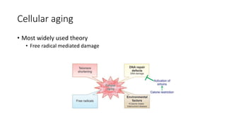 Cellular aging
• Most widely used theory
• Free radical mediated damage
 