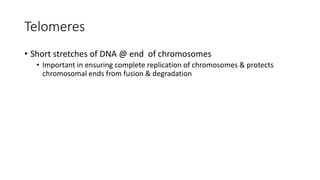 Telomeres
• Short stretches of DNA @ end of chromosomes
• Important in ensuring complete replication of chromosomes & protects
chromosomal ends from fusion & degradation
 