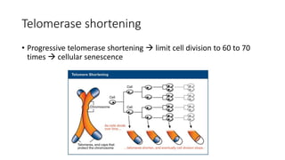 Telomerase shortening
• Progressive telomerase shortening  limit cell division to 60 to 70
times  cellular senescence
 