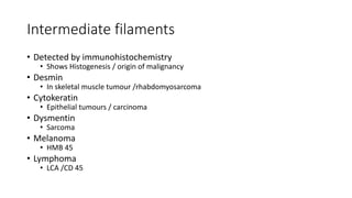 Intermediate filaments
• Detected by immunohistochemistry
• Shows Histogenesis / origin of malignancy
• Desmin
• In skeletal muscle tumour /rhabdomyosarcoma
• Cytokeratin
• Epithelial tumours / carcinoma
• Dysmentin
• Sarcoma
• Melanoma
• HMB 45
• Lymphoma
• LCA /CD 45
 