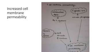 Increased cell
membrane
permeability
 