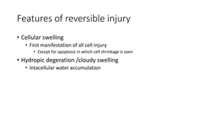 Features of reversible injury
• Cellular swelling
• First manifestation of all cell injury
• Except for apoptosis in which cell shrinkage is seen
• Hydropic degeration /cloudy swelling
• Intacellular water accumulation
 