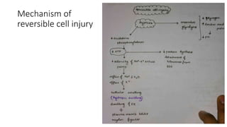 Mechanism of
reversible cell injury
 
