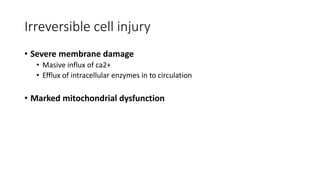 Irreversible cell injury
• Severe membrane damage
• Masive influx of ca2+
• Efflux of intracellular enzymes in to circulation
• Marked mitochondrial dysfunction
 