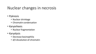 Nuclear changes in necrosis
• Pyknosis
• Nuclear shrinkage
• Chromatin condensation
• Karyorhexis
• Nuclear fragmentation
• Karyolysis
• Decrease basinophilia
• d/t dissolution of chromatin
 