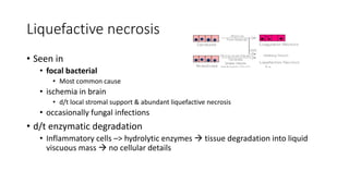 Liquefactive necrosis
• Seen in
• focal bacterial
• Most common cause
• ischemia in brain
• d/t local stromal support & abundant liquefactive necrosis
• occasionally fungal infections
• d/t enzymatic degradation
• Inflammatory cells –> hydrolytic enzymes  tissue degradation into liquid
viscuous mass  no cellular details
 