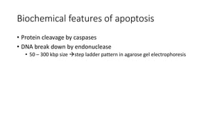 Biochemical features of apoptosis
• Protein cleavage by caspases
• DNA break down by endonuclease
• 50 – 300 kbp size step ladder pattern in agarose gel electrophoresis
 
