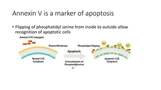 Annexin V is a marker of apoptosis
• Flipping of phosphatidyl serine from inside to outside allow
recognition of apoptotic cells
 