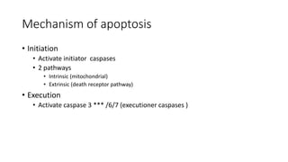 Mechanism of apoptosis
• Initiation
• Activate initiator caspases
• 2 pathways
• Intrinsic (mitochondrial)
• Extrinsic (death receptor pathway)
• Execution
• Activate caspase 3 *** /6/7 (executioner caspases )
 