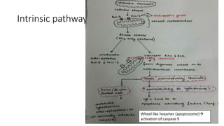 Intrinsic pathway
Wheel like hexamer (apoptosome)
activation of caspase 9
 