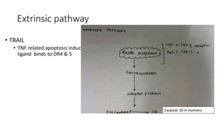 Extrinsic pathway
• TRAIL
• TNF related apoptosis inducing
ligand binds to DR4 & 5
Caspase 10 in humans
 