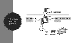 FLIP inhibits
extrinsic
pathway
 