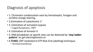 Diagnosis of apoptosis
• 1. Chromatin condensation seen by hematoxylin, Feulgen and
acridine orange staining.
• 2.Estimation of cytochrome ‘c’
• 3. Estimation of activated caspase
• Caged flurophores , FRET
• 4. Estimation of Annexin V
• 5. DNA breakdown at specifc sites can be detected by ‘step ladder
pattern’ on gel electrophoresis or
• 6.TUNEL (TdT mediated d-UTP Nick End Labelling) technique.
• Terminal transferase
 