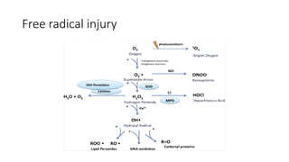 Free radical injury
 