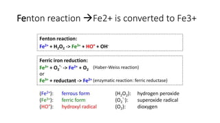 Fenton reaction Fe2+ is converted to Fe3+
 