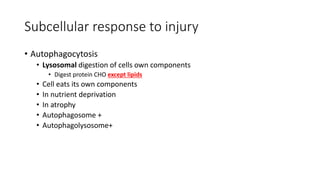 Subcellular response to injury
• Autophagocytosis
• Lysosomal digestion of cells own components
• Digest protein CHO except lipids
• Cell eats its own components
• In nutrient deprivation
• In atrophy
• Autophagosome +
• Autophagolysosome+
 