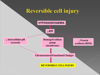 HYPOXIA/ISCHAEMIA
↓ ATP
↓ Intercellular pH
(cytosol)
Damaged sodium
pump
(membrane)
↓ Protein
synthesis (RER)
Ultrastructural/Functional Changes
REVERSIBLE CELLINJURY
 