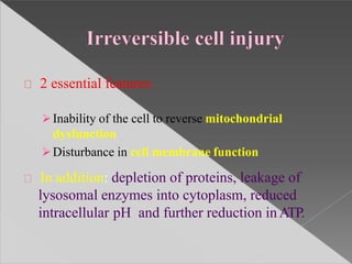 2 essential features:
Inability of the cell to reverse mitochondrial
dysfunction
Disturbance in cell membrane function
In addition: depletion of proteins, leakage of
lysosomal enzymes into cytoplasm, reduced
intracellular pH and further reduction inATP.
 