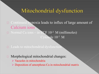 Continued hypoxia leads to influx of large amount of
Calcium ions.
Normal Ca ions – in ECF 10-3 M (millimoles)
Cytosole 10-7 M
Leads to mitochondrial dysfunction
Morphological mitochondrial changes:
 Vacuoles in mitochondria
 Deposition of amorphous Ca in mitochondrial matrix.
 