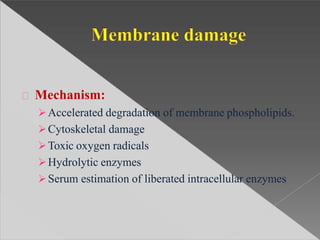 Mechanism:
Accelerated degradation of membrane phospholipids.
Cytoskeletal damage
Toxic oxygen radicals
Hydrolytic enzymes
Serum estimation of liberated intracellular enzymes
 