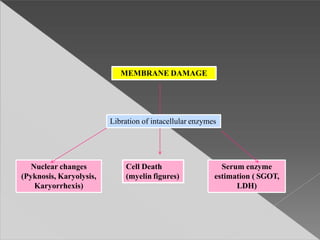 MEMBRANE DAMAGE
Nuclear changes
(Pyknosis, Karyolysis,
Karyorrhexis)
Cell Death
(myelin figures)
Serum enzyme
estimation ( SGOT,
LDH)
Libration of intacellular enzymes
 