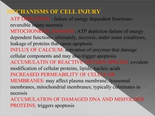 MECHANISMS OF CELL INJURY
ATP DEPLETION : failure of energy dependent functions-
reversible injury-necrosis
MITOCHONRIAL DAMAGE: ATP depletion-failure of energy
dependent functions- ultimately, necrosis; under some conditions,
leakage of proteins that cause apoptosis
INFLUX OF CALCIUM: activation of enzymes that damage
cellular components and may also trigger apoptosis
ACCUMULATIN OF REACTIVE OXYGEN SPECIES: covalent
modification of cellular proteins, lipids, nucleic acids
INCREASED PERMEABILITY OF CELLULAR
MEMBRANES: may affect plasma membrane, lysosomal
membranes, mitochondrial membranes; typically culminates in
necrosis
ACCUMULATION OF DAMAGED DNA AND MISFOLDED
PROTEINS: triggers apoptosis
 