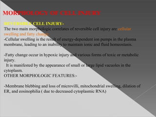 MORPHOLOGY OF CELL INJURY
REVERSIBLE CELL INJURY-
The two main morphologic correlates of reversible cell injury are cellular
swelling and fatty change.
-Cellular swelling is the result of energy-dependent ion pumps in the plasma
membrane, leading to an inability to maintain ionic and fluid homeostasis.
-Fatty change occur in hypoxic injury and various forms of toxic or metabolic
injury.
It is manifested by the appearance of small or large lipid vacuoles in the
cytoplasm.
OTHER MORPHOLOGIC FEATURES:-
-Membrane blebbing and loss of microvilli, mitochondrial swelling, dilation of
ER, and eosinophilia ( due to decreased cytoplasmic RNA)
 