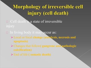 Cell death is a state of irreversible
injury
In living body it may occur as:
Local or focal change (autolysis, necrosis and
apoptosis)
Changes that follow( gangrene and pathologic
calcification)
End of life ( somatic death)
 
