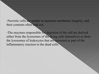 -Necrotic cells are unable to maintain membrane integrity, and
their contents often leak out.
-The enzymes responsible for digestion of the cell are derived
either from the lysosomes of the dying cells themselves or from
the lysosomes of leukocytes that are recruited as part of the
inflammatory reaction to the dead cells.
 