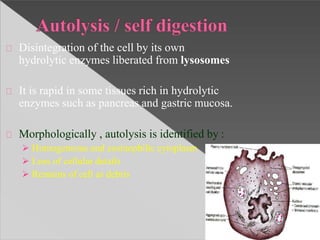 Disintegration of the cell by its own
hydrolytic enzymes liberated from lysosomes
It is rapid in some tissues rich in hydrolytic
enzymes such as pancreas and gastric mucosa.
Morphologically , autolysis is identified by :
 Homogeneous and eosinophilic cytoplasm
 Loss of cellular details
 Remains of cell as debris
 