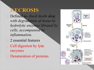 Defined as- focal death along
with degradation of tissue by
hydrolytic enzymes librated by
cells, accompanied by
inflammation.
2 essential features:
Cell digestion by lytic
enzymes
Denaturation of proteins
 