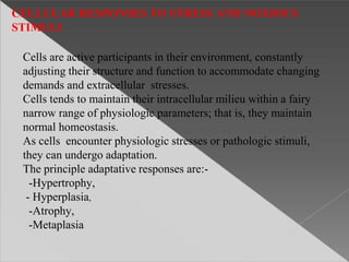 CELLULAR RESPONSES TO STRESS AND NOXIOUS
STIMULI
Cells are active participants in their environment, constantly
adjusting their structure and function to accommodate changing
demands and extracellular stresses.
Cells tends to maintain their intracellular milieu within a fairy
narrow range of physiologic parameters; that is, they maintain
normal homeostasis.
As cells encounter physiologic stresses or pathologic stimuli,
they can undergo adaptation.
The principle adaptative responses are:-
-Hypertrophy,
- Hyperplasia,
-Atrophy,
-Metaplasia
 