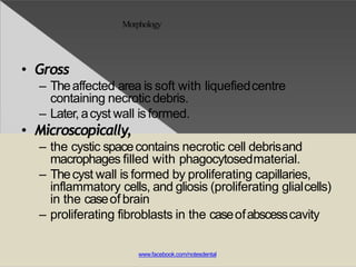 Morphology
• Gross
– Theaffected area is soft with liquefiedcentre
containing necrotic debris.
– Later, acyst wall isformed.
• Microscopically,
– the cystic spacecontains necrotic cell debrisand
macrophages filled with phagocytosedmaterial.
– Thecyst wall is formed by proliferating capillaries,
inflammatory cells, and gliosis (proliferating glialcells)
in the caseof brain
– proliferating fibroblasts in the caseofabscesscavity
www.facebook.com/notesdental
 