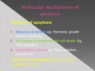 Initiators of apoptosis
1. Absence of stimuli eg. Hormone, growth
factors, cytokines.
2. Activators of programmed cell death. Eg.
TNF receptors.
3. Intracellular stimuli eg. Heat, radiation,
hypoxia etc.
Regulators of apoptosis.eg. bcl-2, p53,
caspases, bax etc.
 
