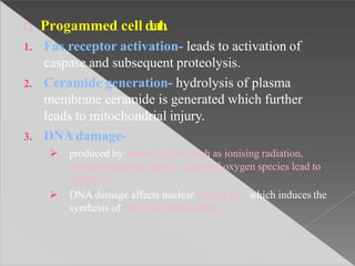 Progammed cell death.
1. Fas receptor activation- leads to activation of
caspase and subsequent proteolysis.
2. Ceramide generation- hydrolysis of plasma
membrane ceramide is generated which further
leads to mitochondrial injury.
3. DNAdamage-
 produced by various agents such as ionising radiation,
chemotherapeutic agents, activated oxygen species lead to
apoptosis
 DNA damage affects nuclear protein p53 which induces the
synthesis of cell death protein bax.
 